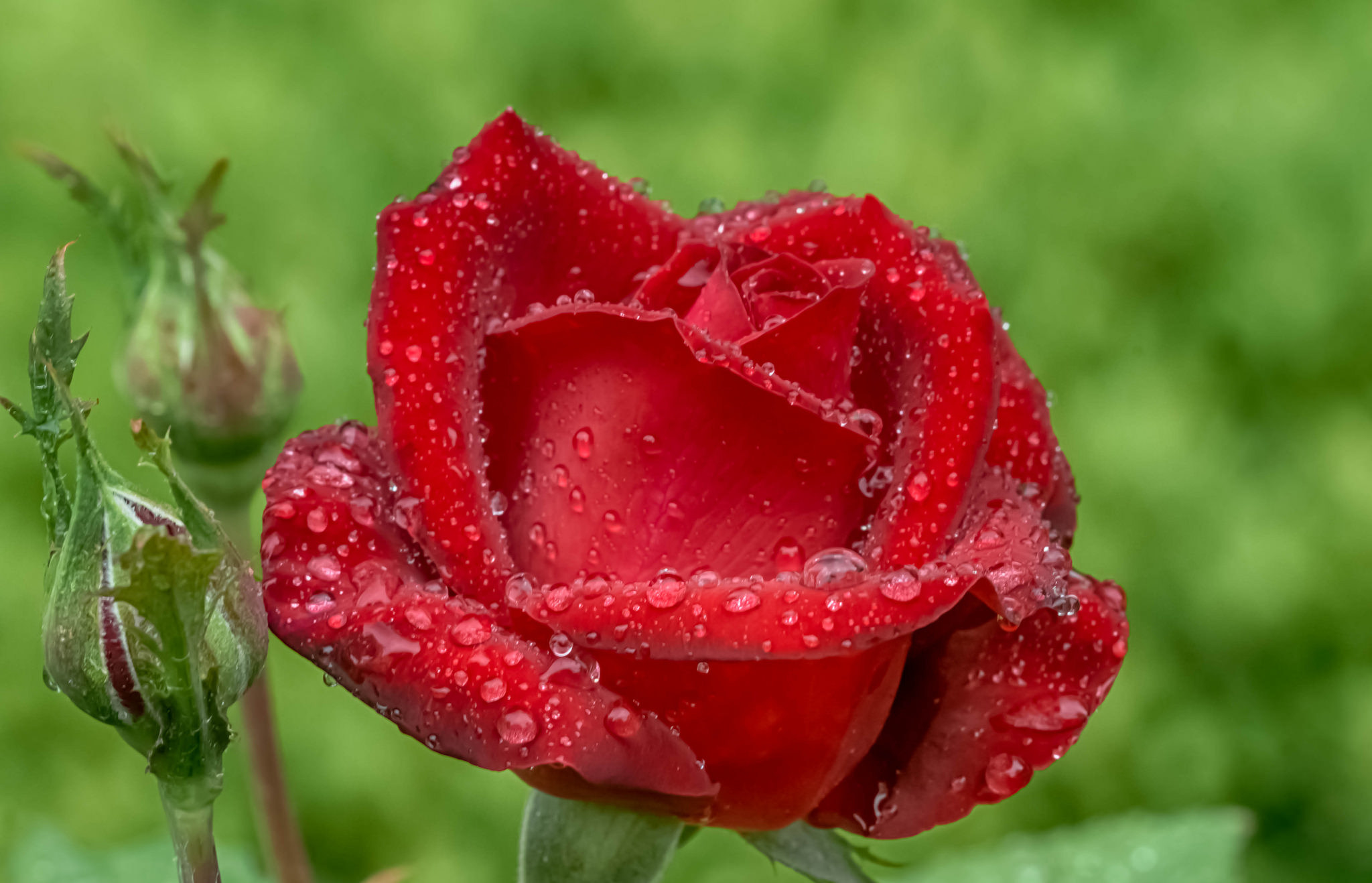 Gullar rasmi atirgul. Красивые бутоны роз. Красивые розы с капельками росы. Цветы розы с капельками воды.
