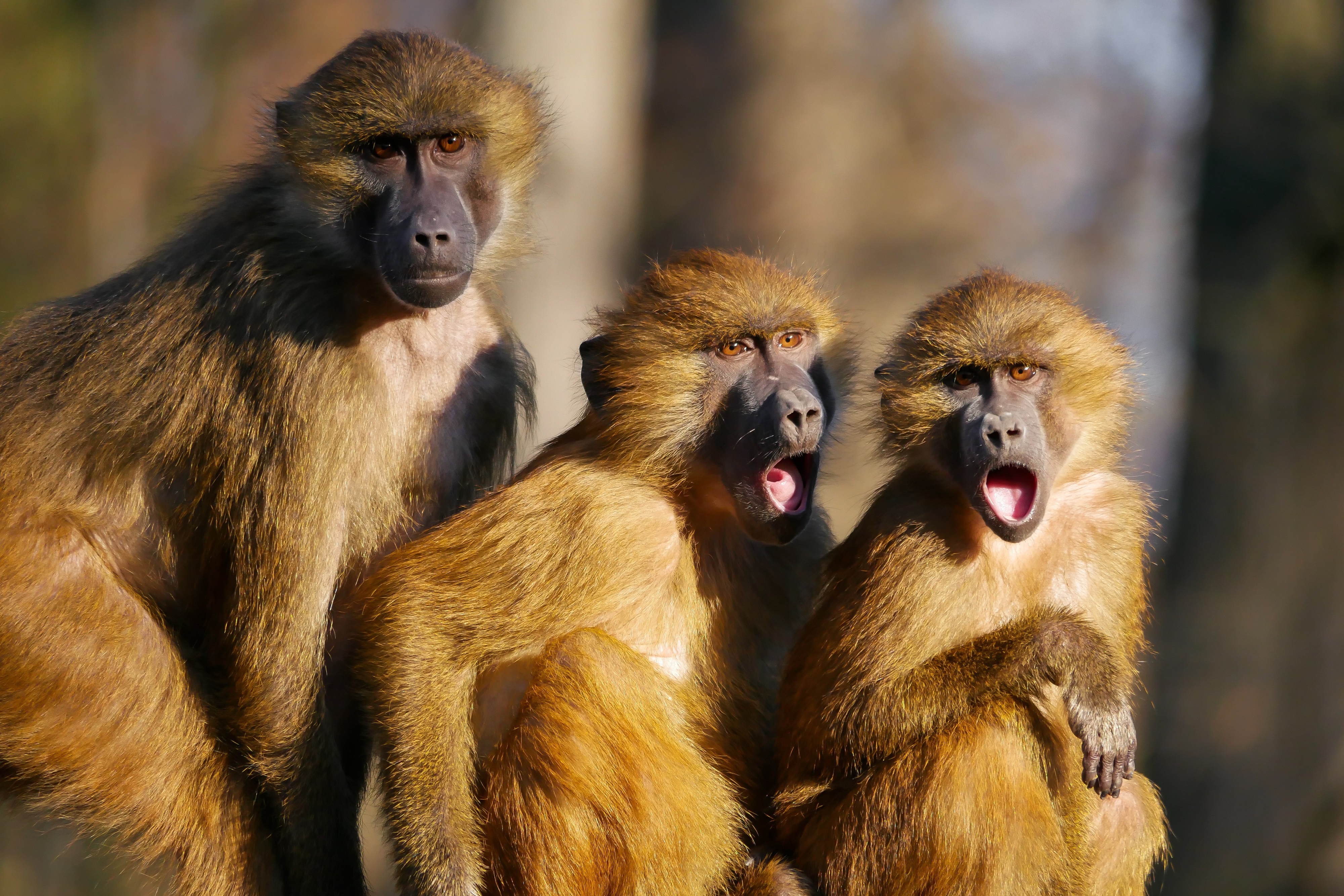 Круг обезьян. Три обезьяны. Животные обезьяна. Обезьяна картинки. Три макаки.