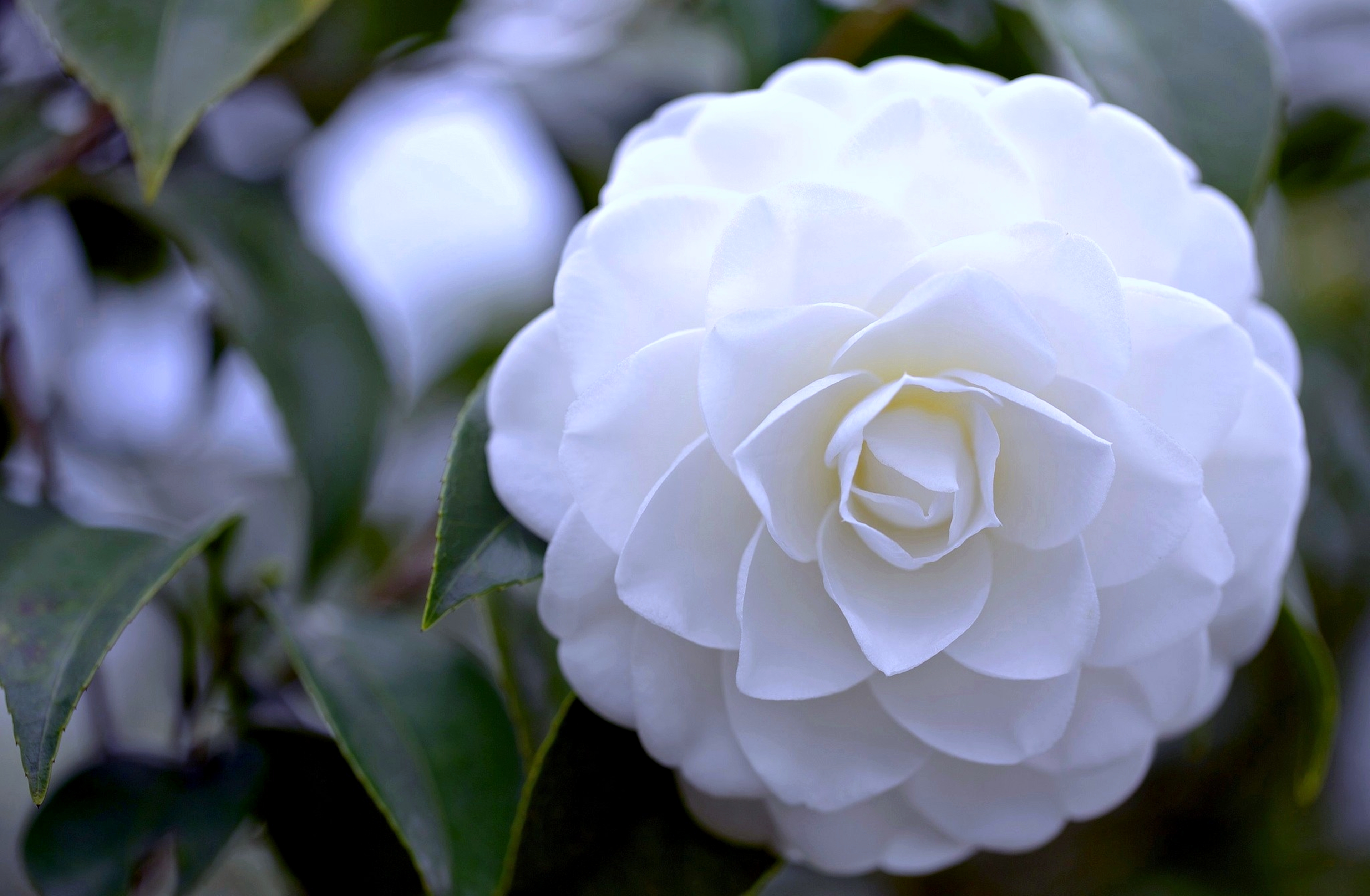 Камелия. Камелия японская нобилиссима. Camellia White пион. Роза Камелия белая. Камелия японская белая.
