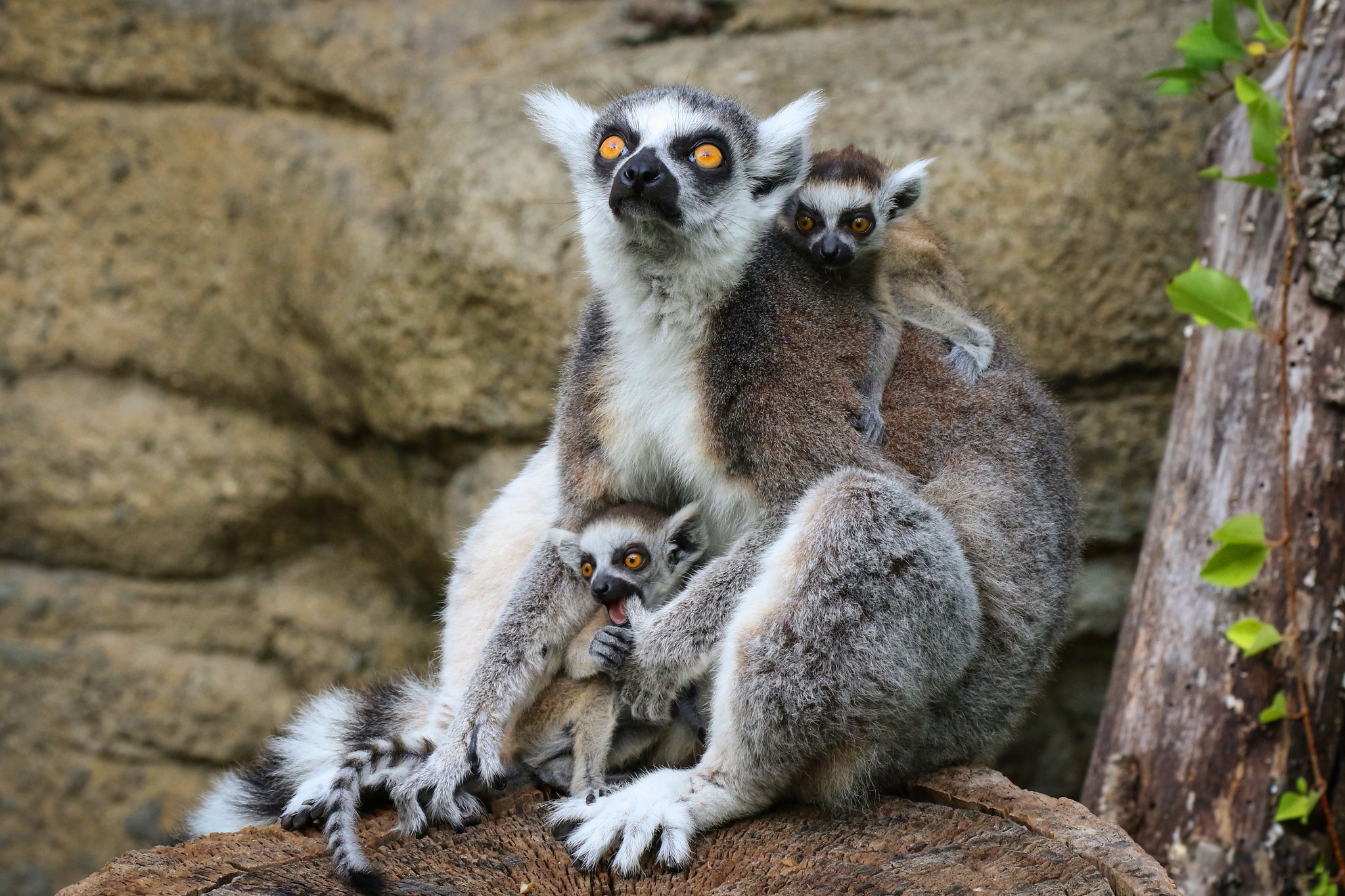 Baby Animal Lemur Monkey Primate Wildlife Wallpaper - Resolution ...
