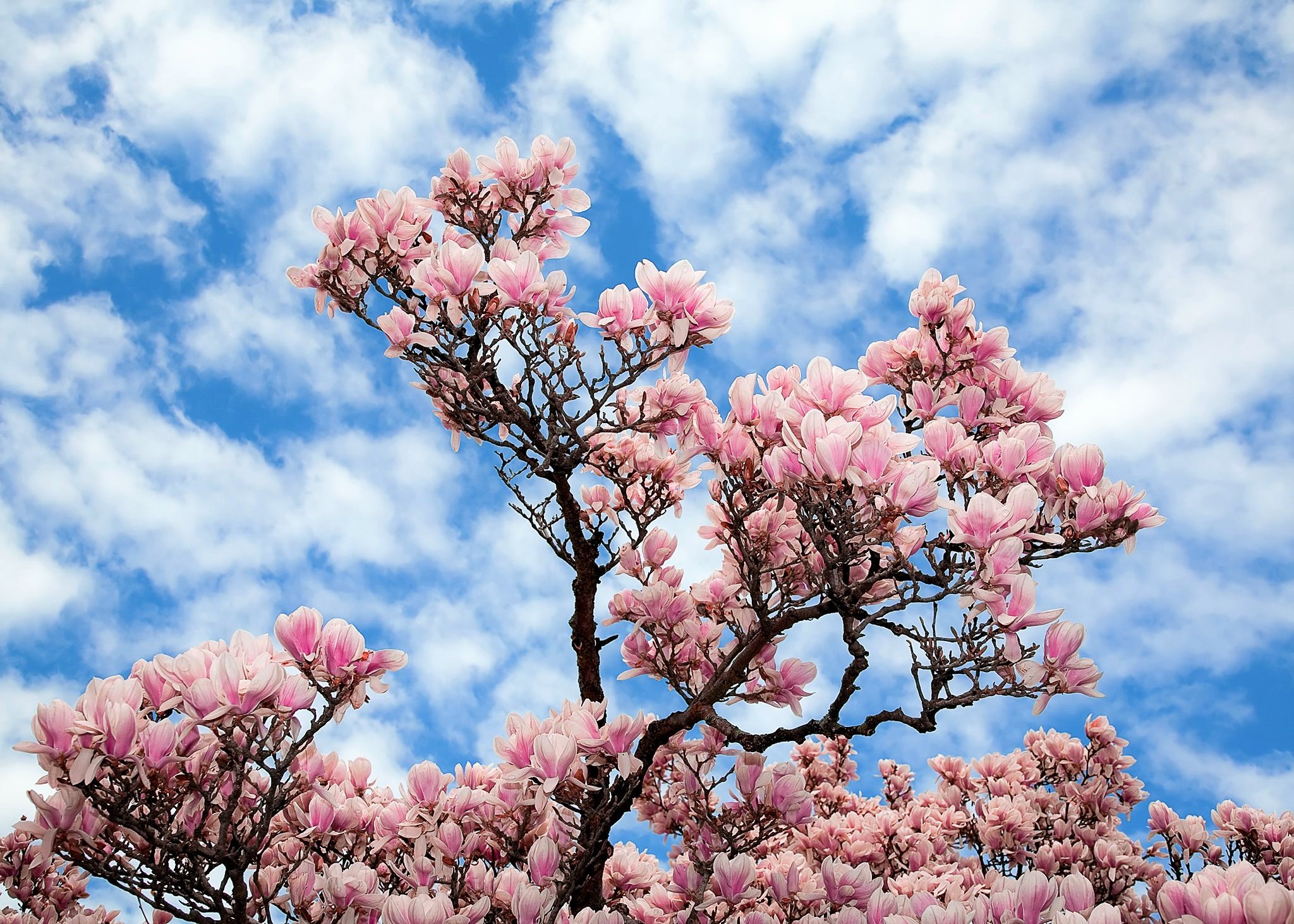 Какое дерево зацветает первым весной. Цветущее дерево магнолии. Магнолия и Сакура. Магнолия розовая дерево. Магнолия розовые цветы на дереве.