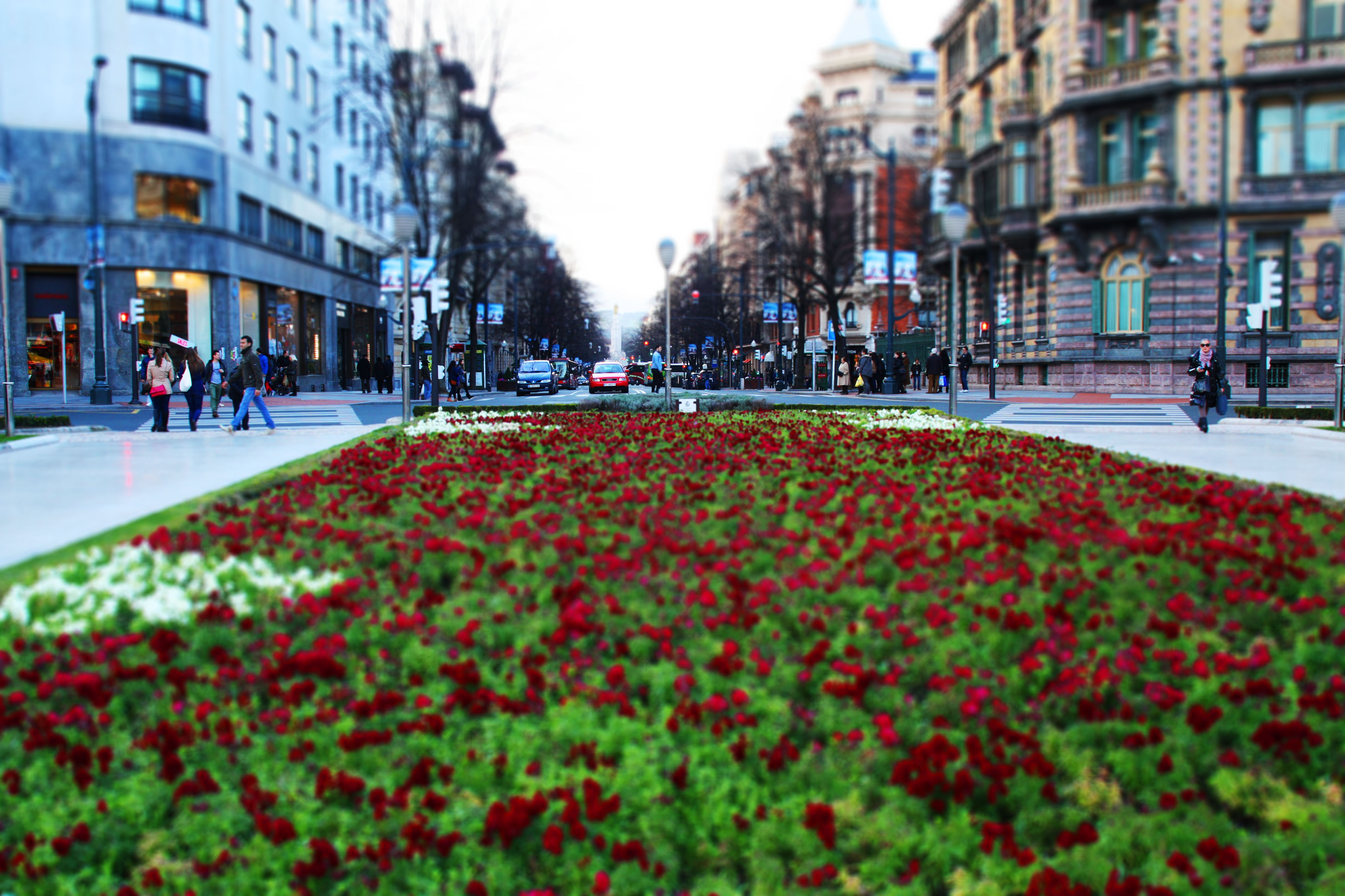 De street. Цветы на улицах города. Улица в цветах. Растения в городе. Растения на улице.
