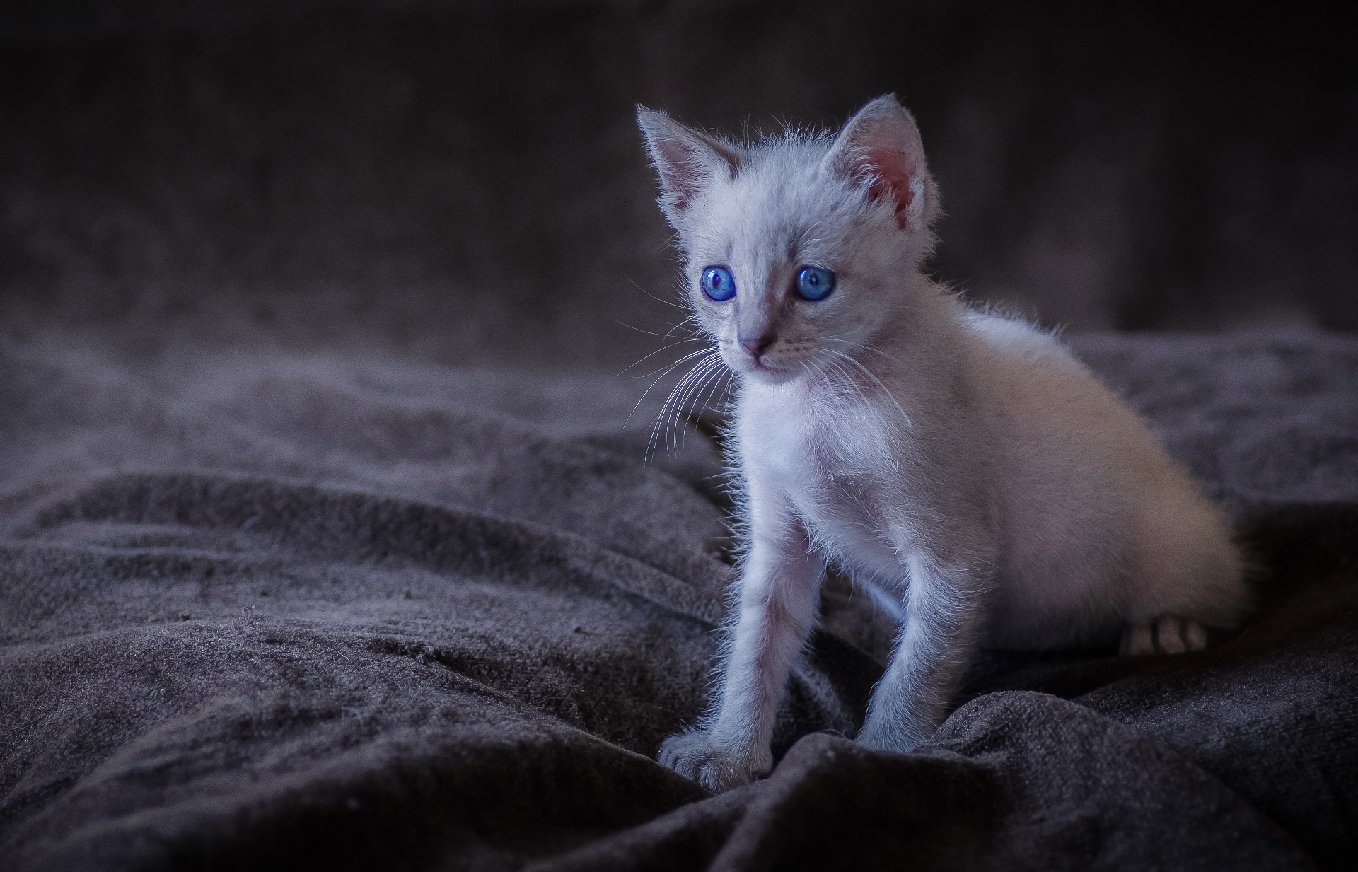 Kittens Blue Eyes Cats Animals Mammals Wallpaper - Resolution:1920x1233
