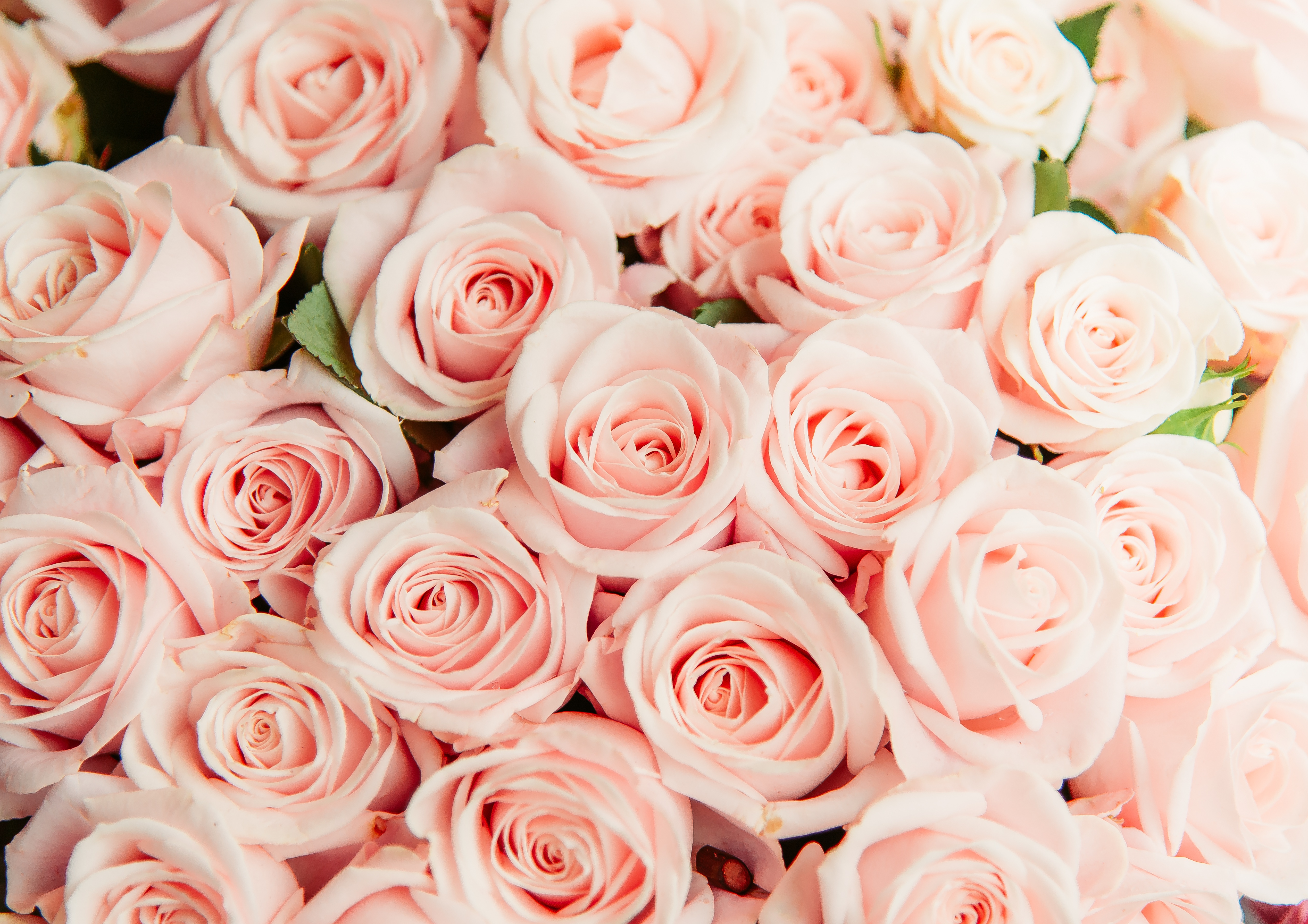 Фон розочки. Розы Пинк Фловерс. Розовые розы. Розовая коза. Бледно розовые розы.
