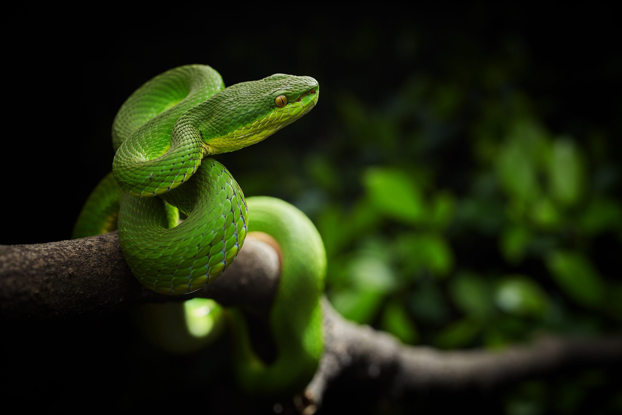 Змеи живут в тропическом лесу. Полозы пресмыкающиеся. Голубая куфия гадюка. Зеленая куфия. Цейлонская куфия.