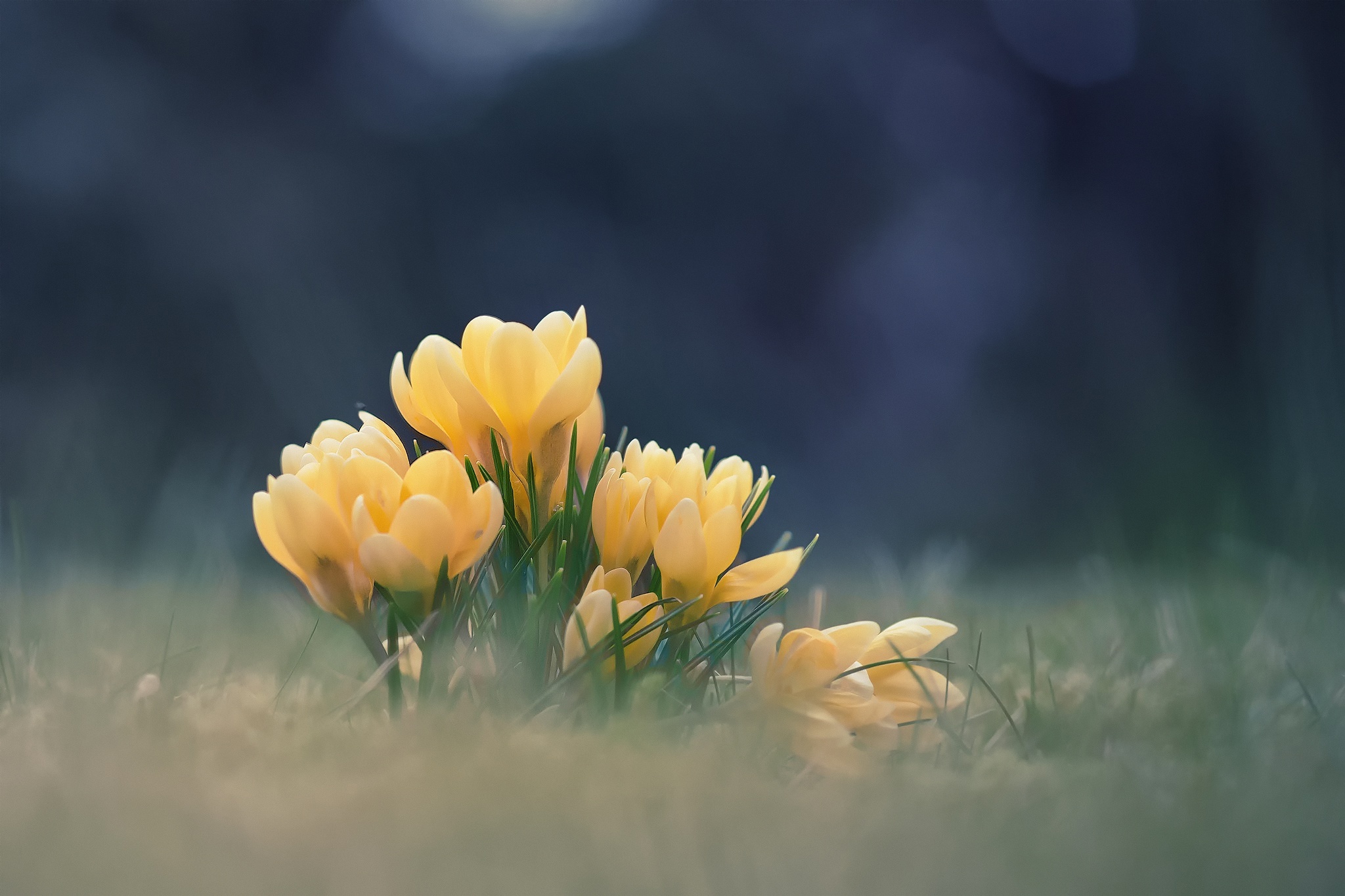 Спокойная весенняя музыка. Весенние первоцветы тюльпан. Нежные весенние цветы. Подснежники желтые.