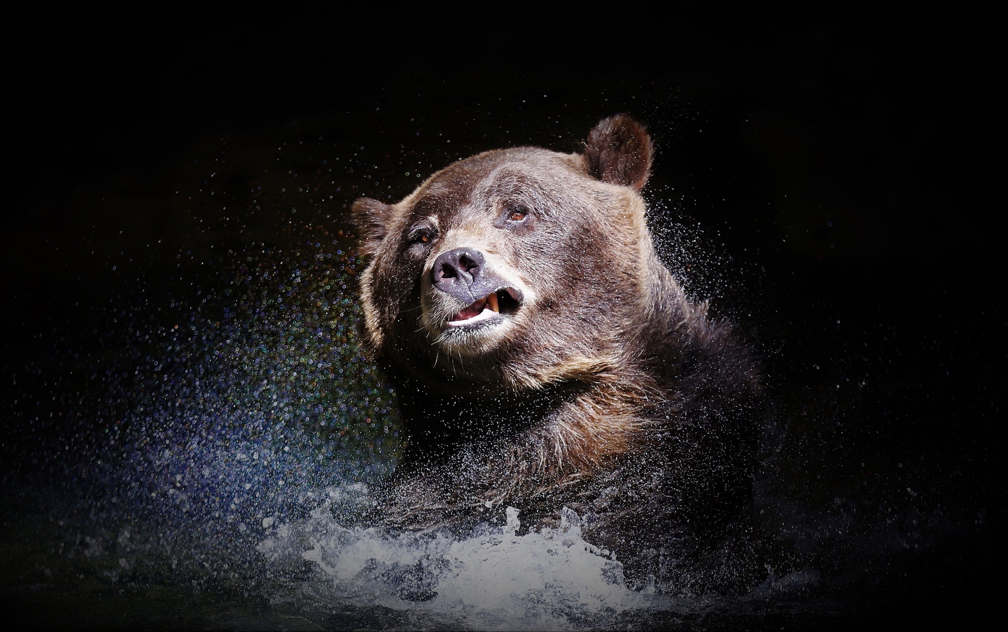 Медведь на черном фоне. Медведь. Оскал медведя. Злой медведь.
