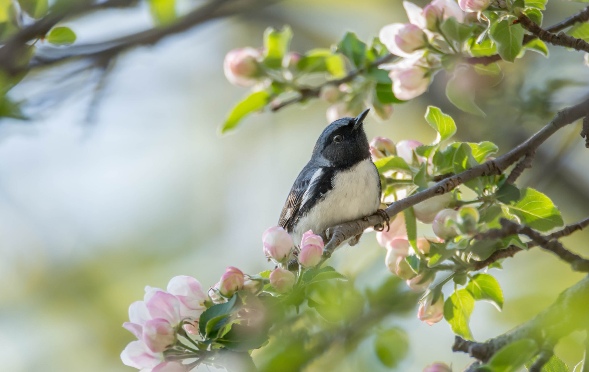Птички на дереве весной