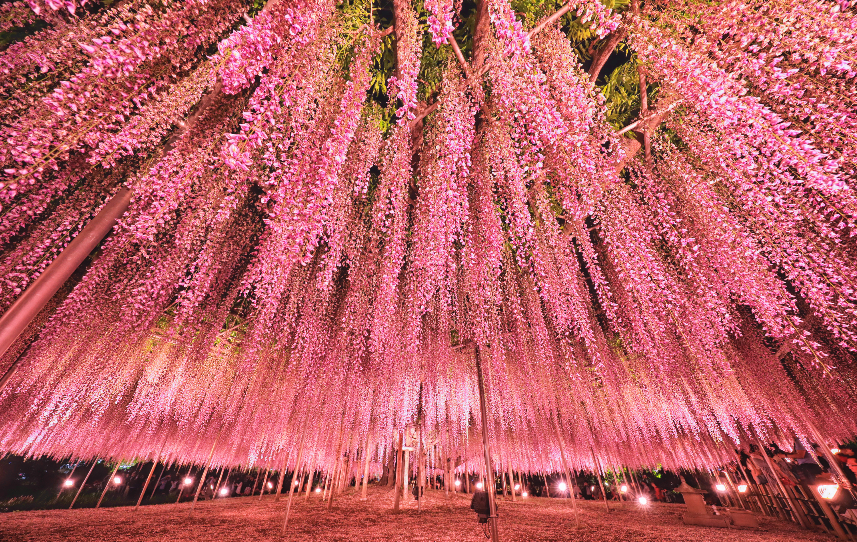 Цветущие деревья Японии Глициния