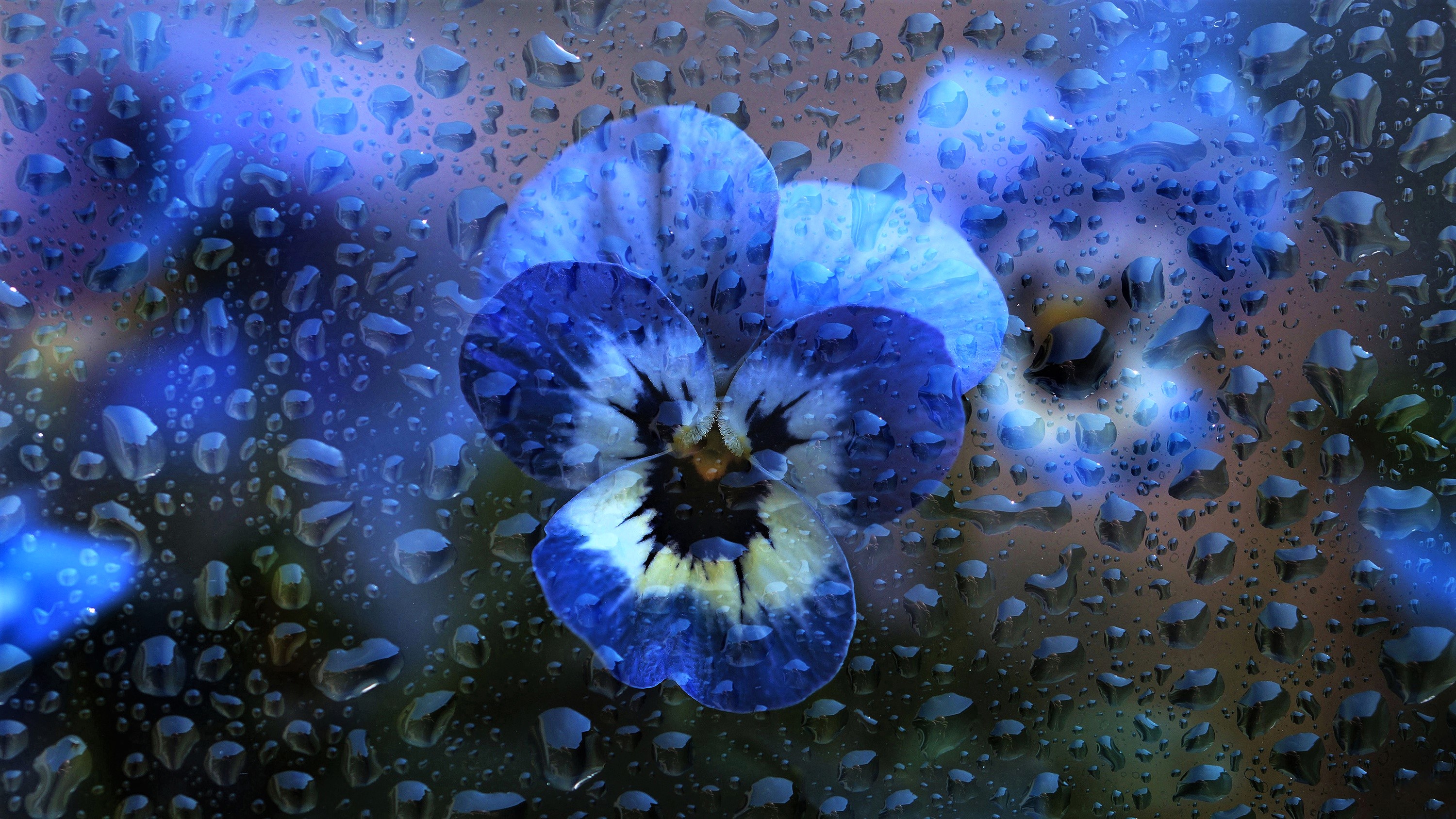 Стеклянный синий цветок. Анютины глазки цветы голубые. Сине голубые Анютины глазки. Анютины глазки синие цветы. Анютины глазки ясные Кристаллы.