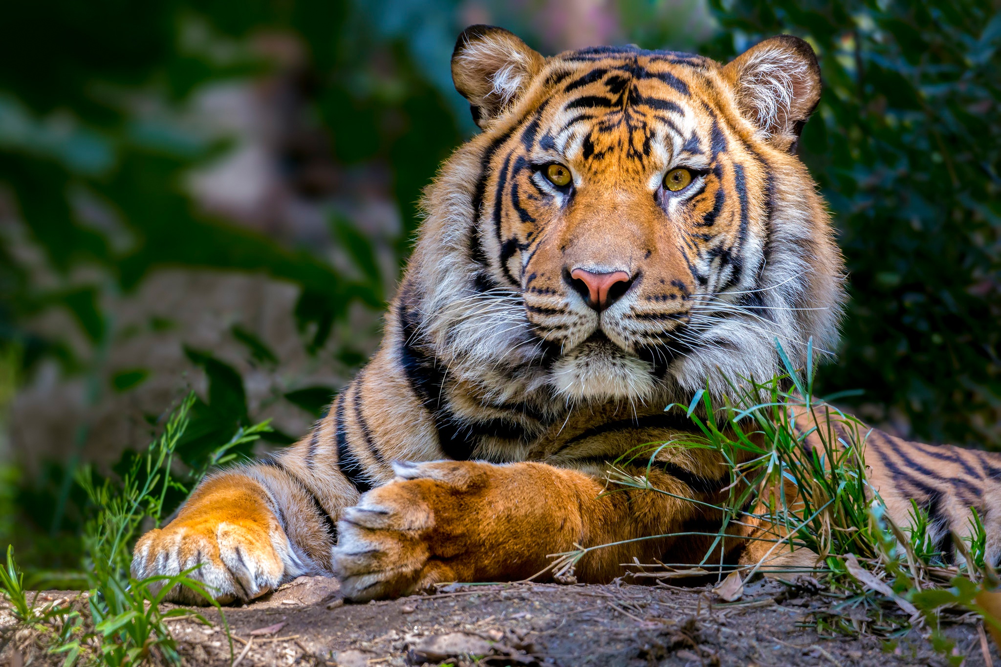 Картинки животных красивые. Амурский тигр морда. Красивый тигр. Самые красивые тигры. Тигр на заставку.
