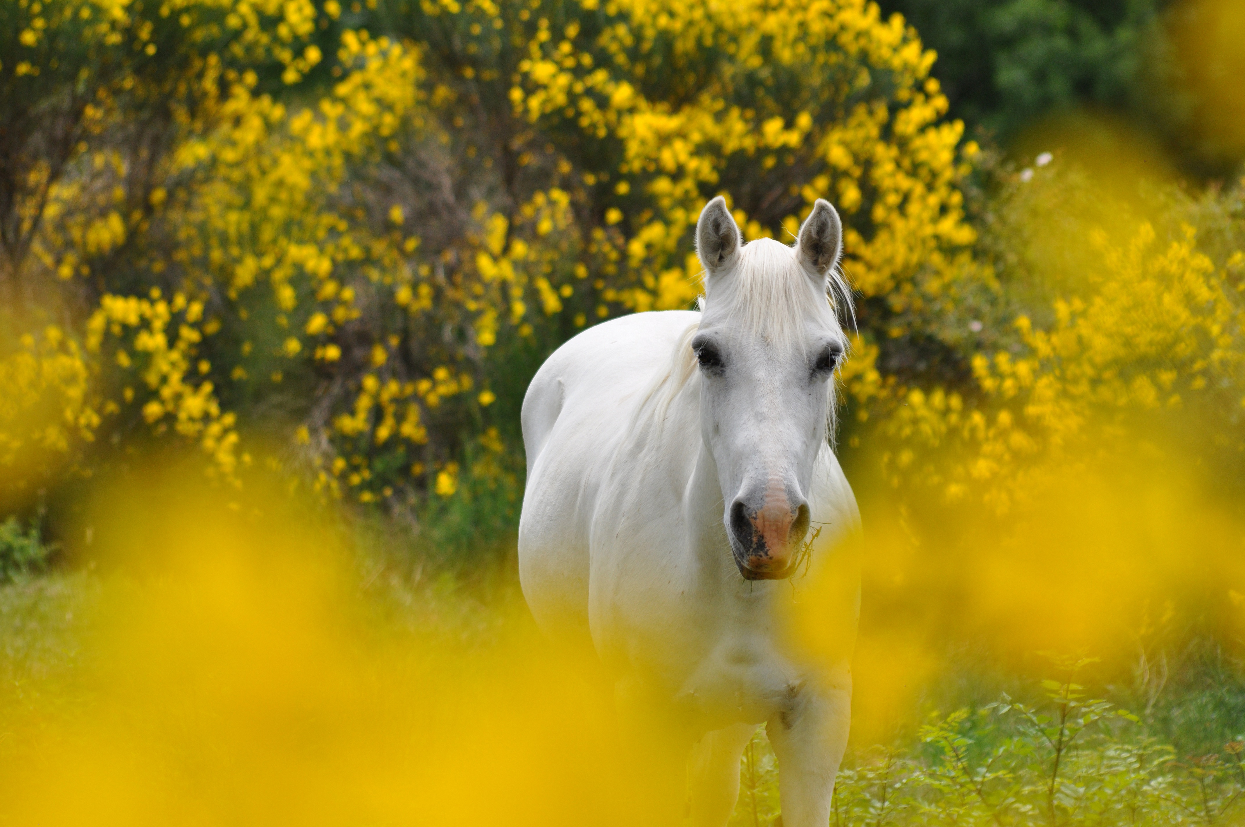 Желтая лошадка. Желтая лошадь. Лошади на природе. Белый конь. Лошадь в цветах.