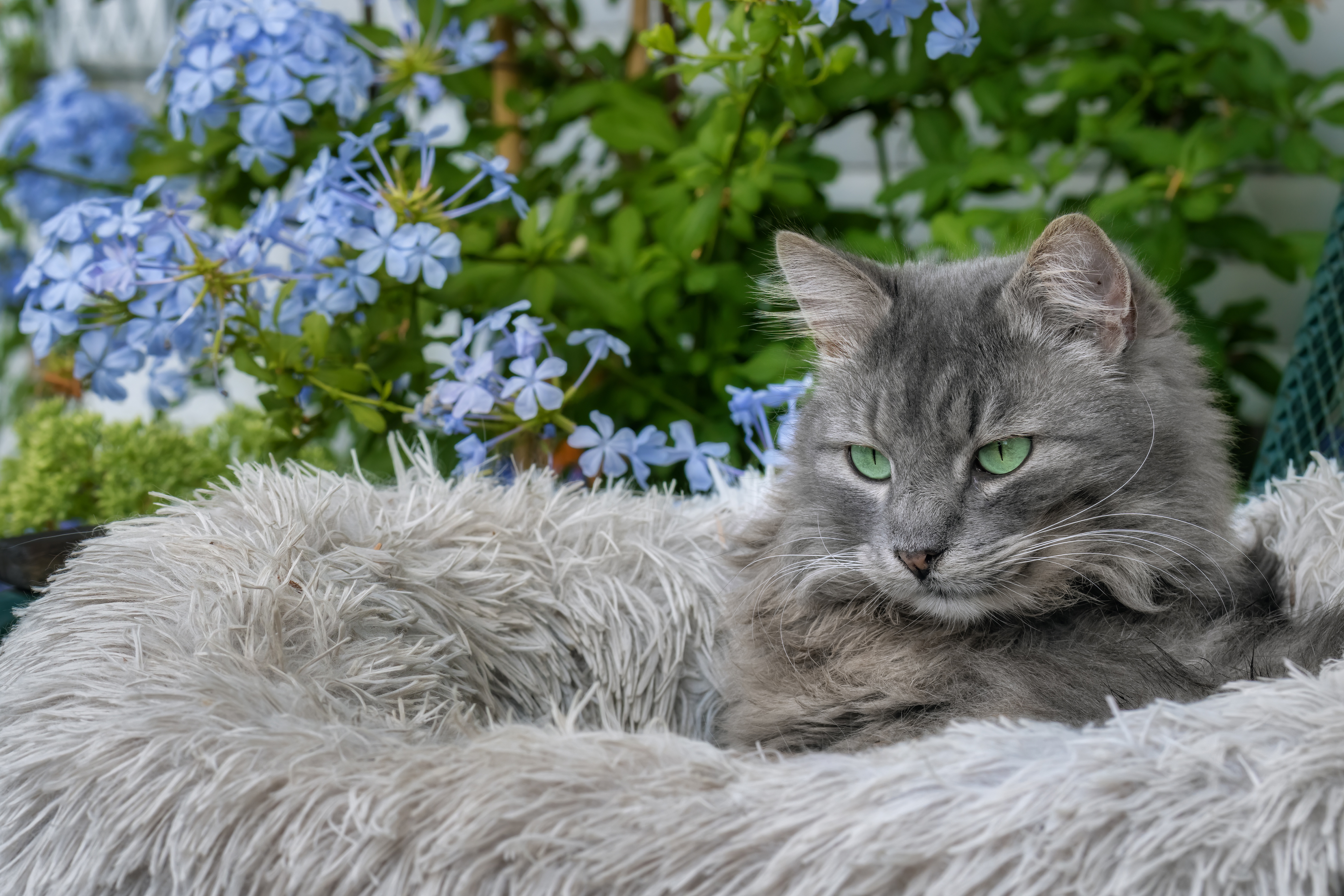Картинки серых кошек. Сибирская голубая кошка. Серая кошка беспородная. Порода кошек Сибирская голубая. Сибирская короткошерстная кошка серая.
