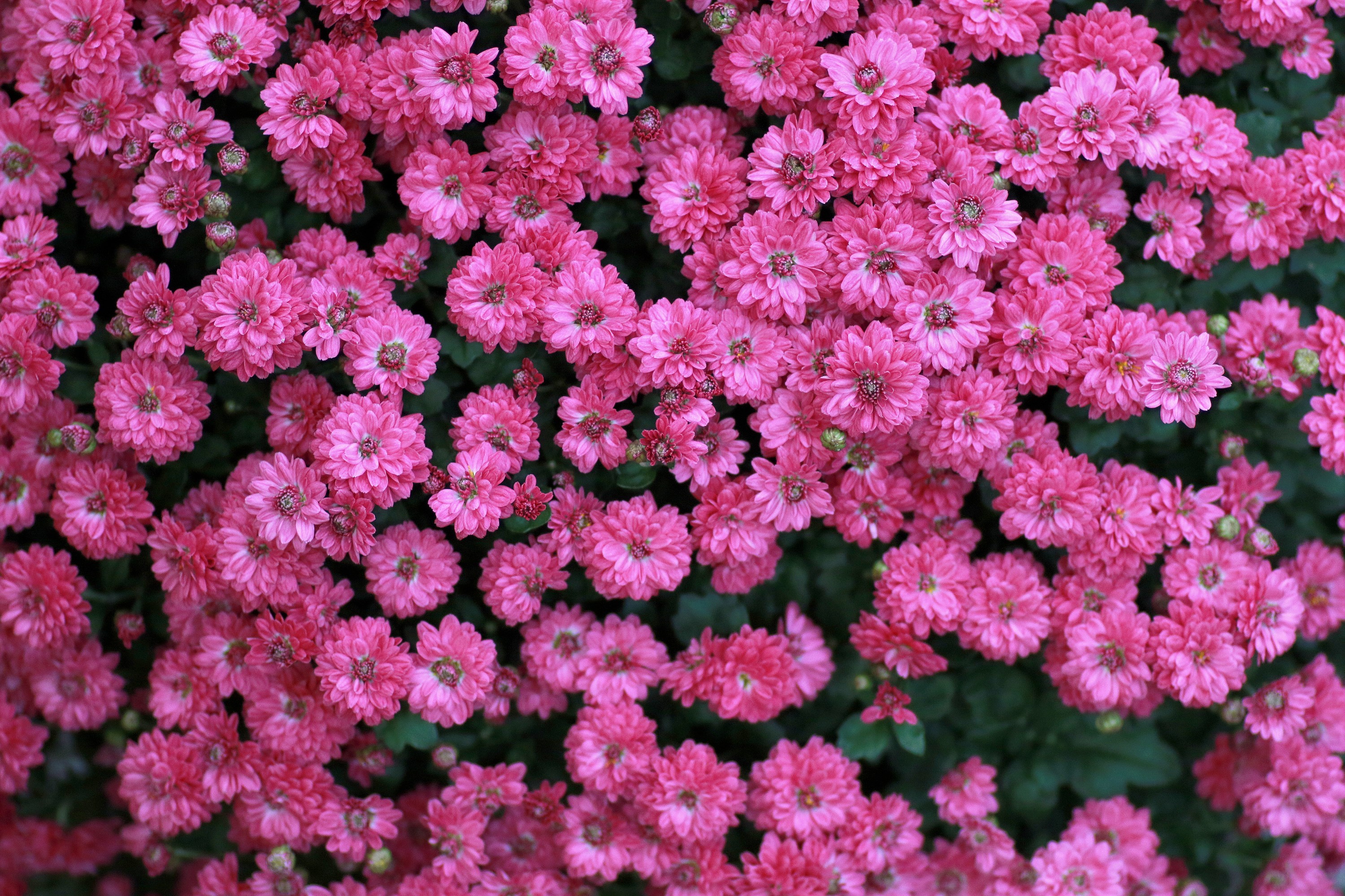 Маленькие цветы розового цвета. Хризантема Минка. Хризантема Минка розовая. Хризантема мелкоцветковая. Хризантема branangel Pink.