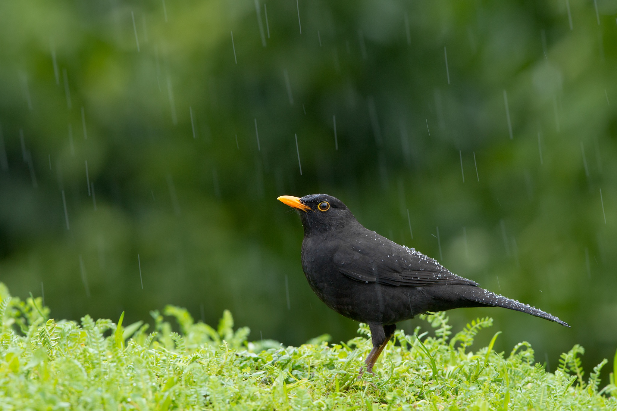Дрозд пение птицы. Черный Дрозд. Птицы дождя. Птица под дождем. Дождевая птица.