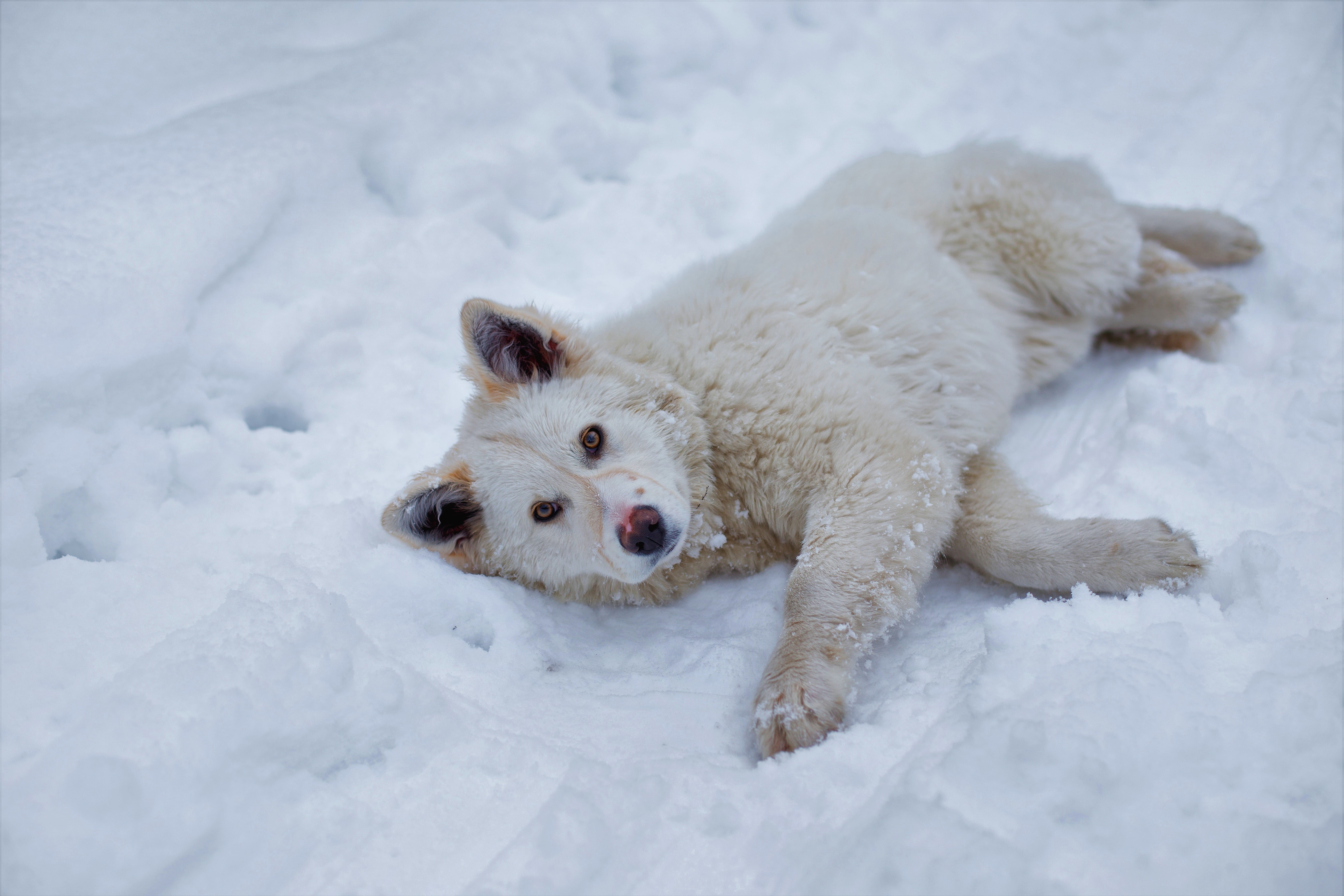 Собака снежок. Самоедская лайка. Собака в снегу. Белая собака на снегу.