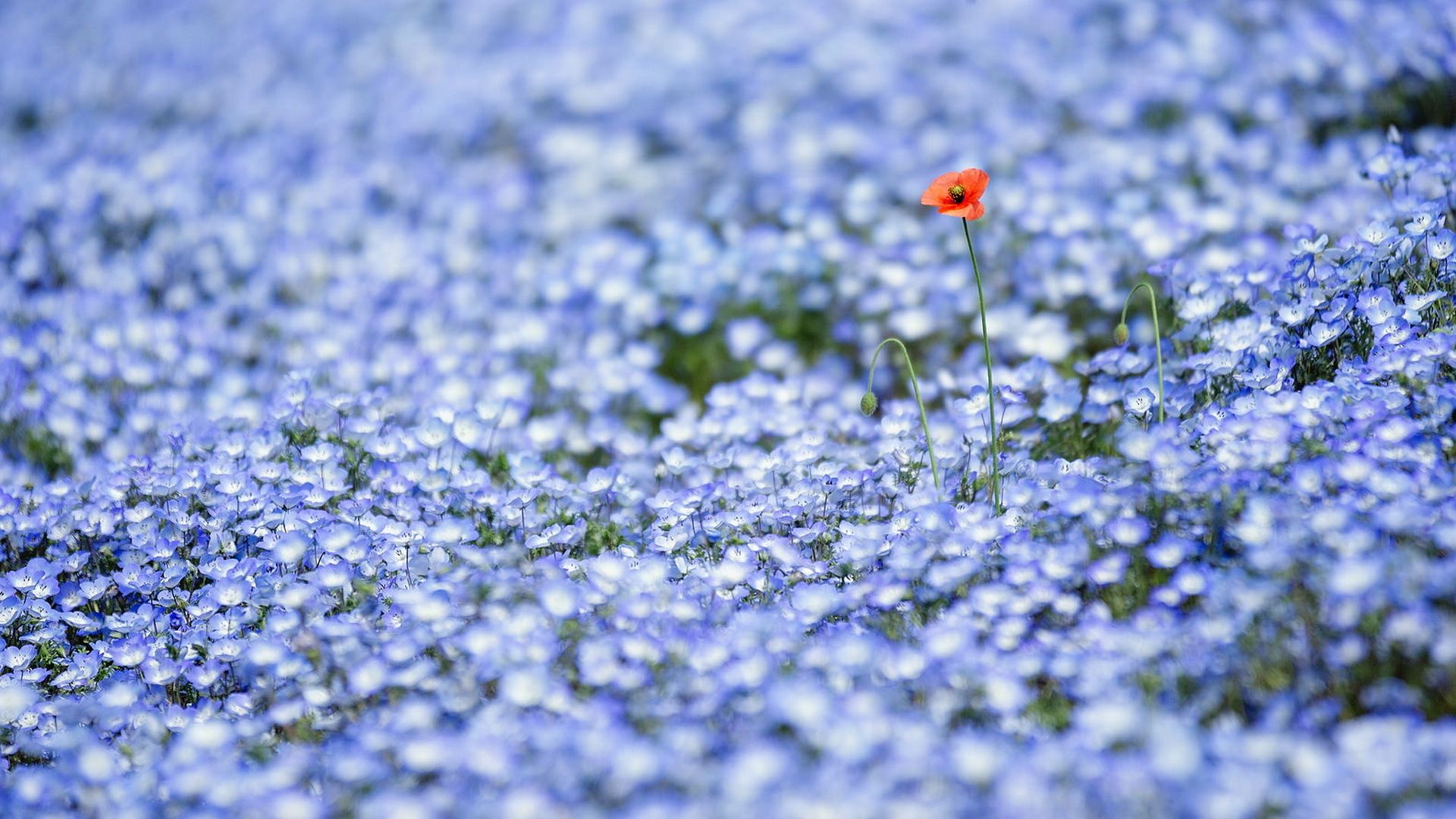 Поле незабудок. Немофила. Мелкие цветы. Мелкие голубые цветы. Мелкие голубые цветочки.