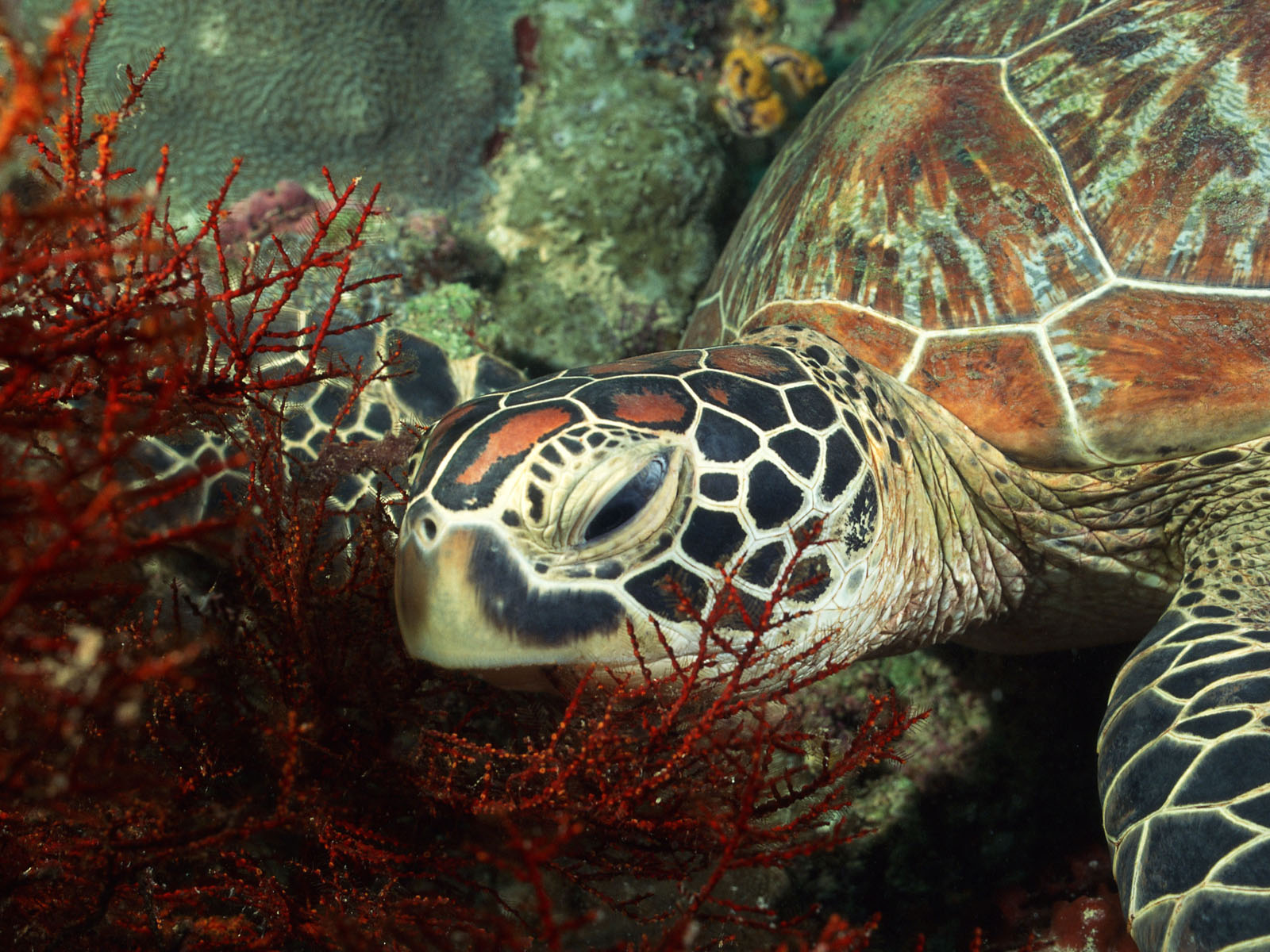 К какой группе относятся морские черепахи. Черепахи Атлантики Панама. Черепаха бисса. Морские черепахи черепахи. Самые красивые черепахи.