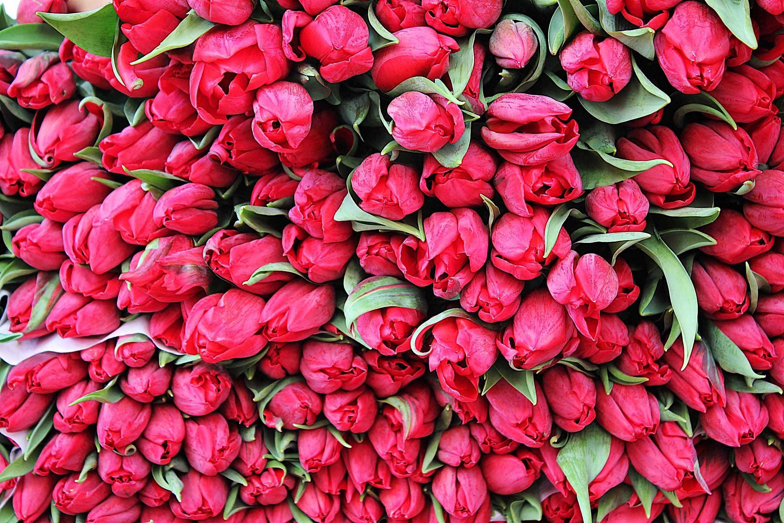 Сколько дарят цветов тюльпанов. Тюльпаны фуксия. Тюльпан Бургундия. Пионовидный тюльпан. Пионовидные тюльпаны фуксия.