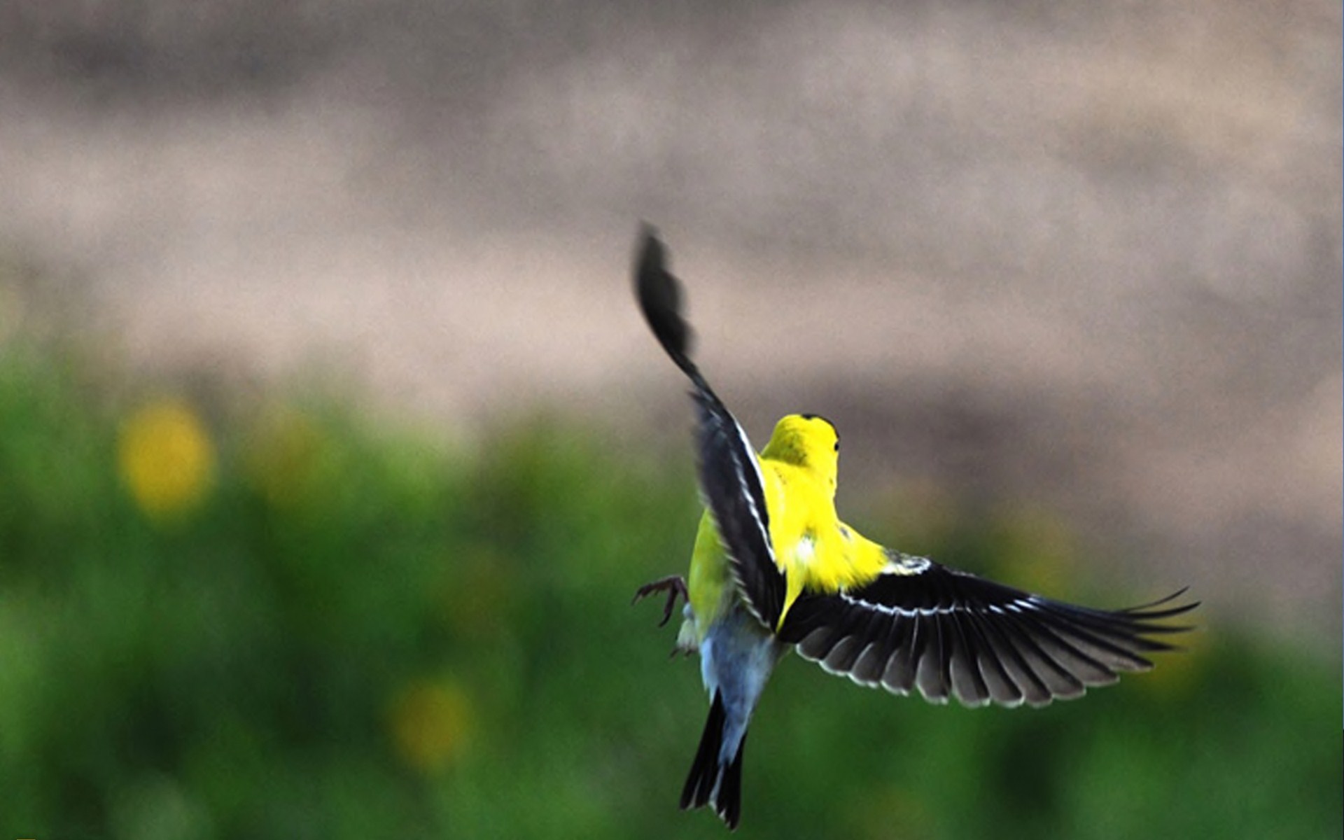 Птичка с желтыми крылышками. American Goldfinch птица. Американский щегол. American Goldfinch птица фото. European Goldfinch Flying.